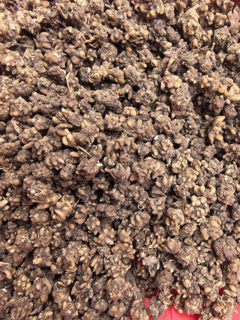 野生猫爪草产地直销量大从优浓浓的香味
