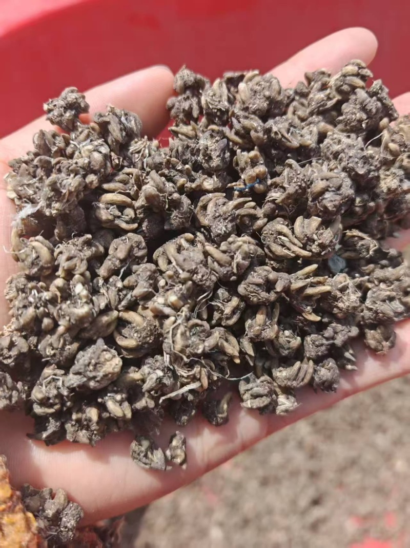 野生猫爪草产地直销量大从优浓浓的香味