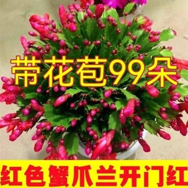 【带花苞】蟹爪兰多色盆栽四季家养花卉办公桌面阳台庭院多肉