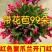 【带花苞】蟹爪兰多色盆栽四季家养花卉办公桌面阳台庭院多肉
