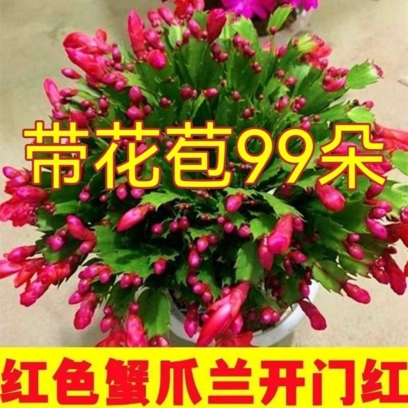 【带花苞】蟹爪兰多色盆栽四季家养花卉办公桌面阳台庭院多肉