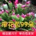 【带花苞】蟹爪兰多色盆栽四季家养花卉办公桌面阳台庭院多肉