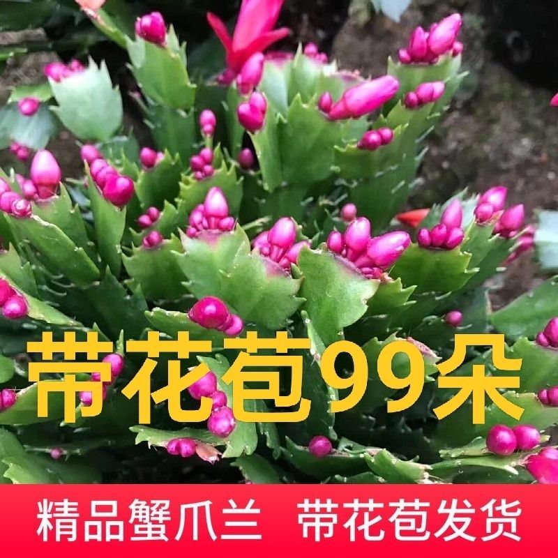 【带花苞】蟹爪兰多色盆栽四季家养花卉办公桌面阳台庭院多肉