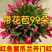 【带花苞】蟹爪兰多色盆栽四季家养花卉办公桌面阳台庭院多肉