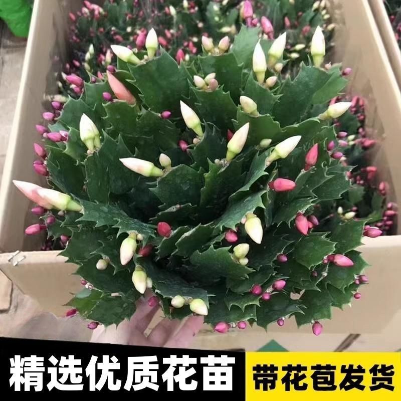 【带花苞】蟹爪兰多色盆栽四季家养花卉办公桌面阳台庭院多肉