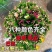 【带花苞】蟹爪兰多色盆栽四季家养花卉办公桌面阳台庭院多肉