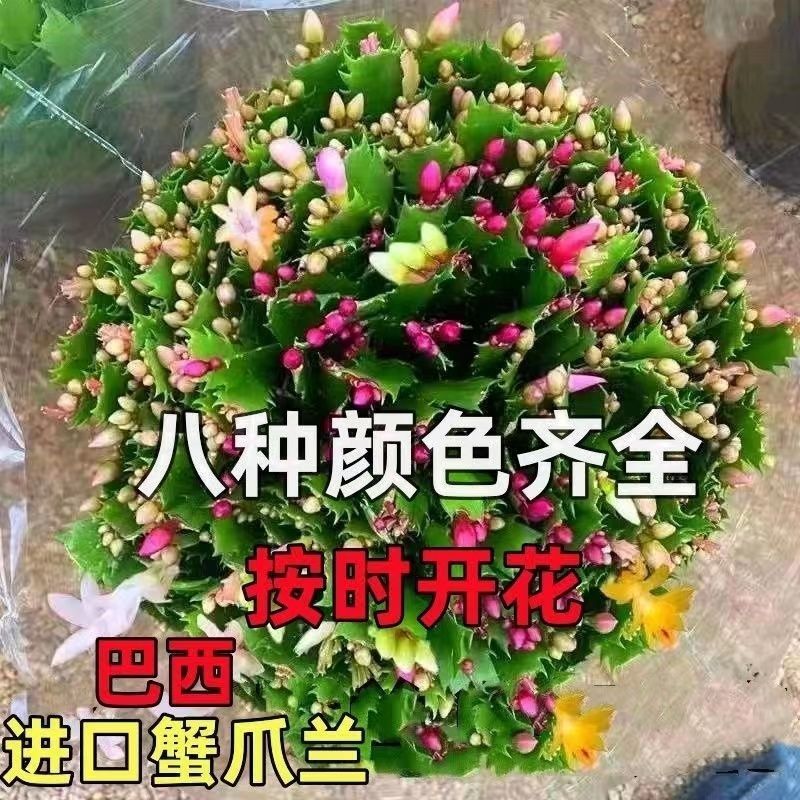 【带花苞】蟹爪兰多色盆栽四季家养花卉办公桌面阳台庭院多肉