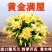 【带花苞】蟹爪兰多色盆栽四季家养花卉办公桌面阳台庭院多肉