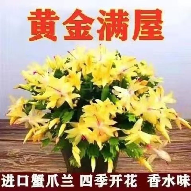 【带花苞】蟹爪兰多色盆栽四季家养花卉办公桌面阳台庭院多肉