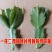 【带花苞】蟹爪兰多色盆栽四季家养花卉办公桌面阳台庭院多肉