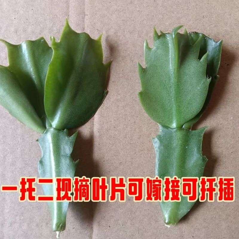 【带花苞】蟹爪兰多色盆栽四季家养花卉办公桌面阳台庭院多肉
