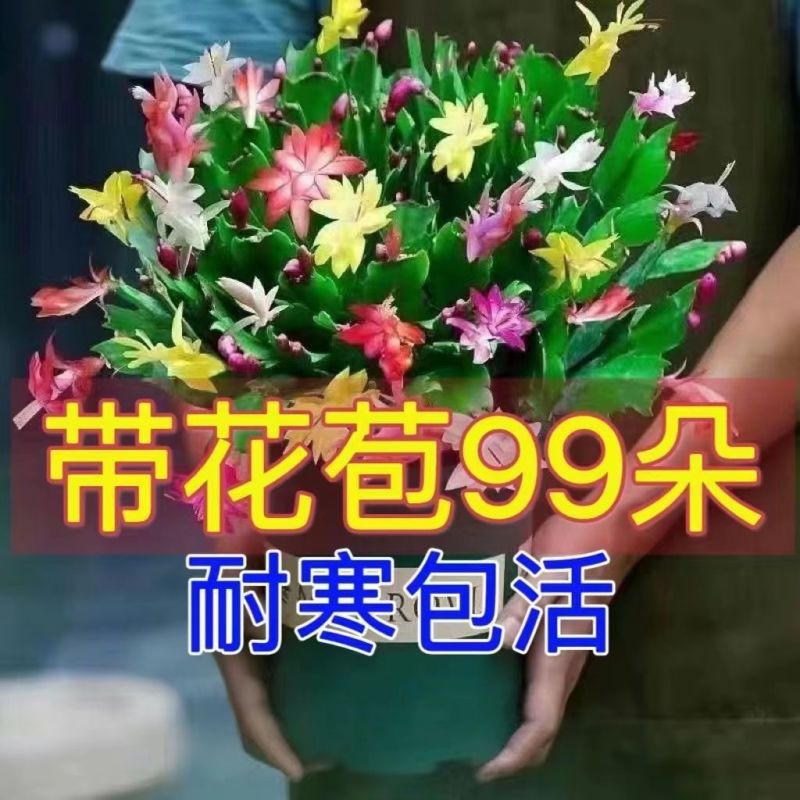 【带花苞】蟹爪兰多色盆栽四季家养花卉办公桌面阳台庭院多肉
