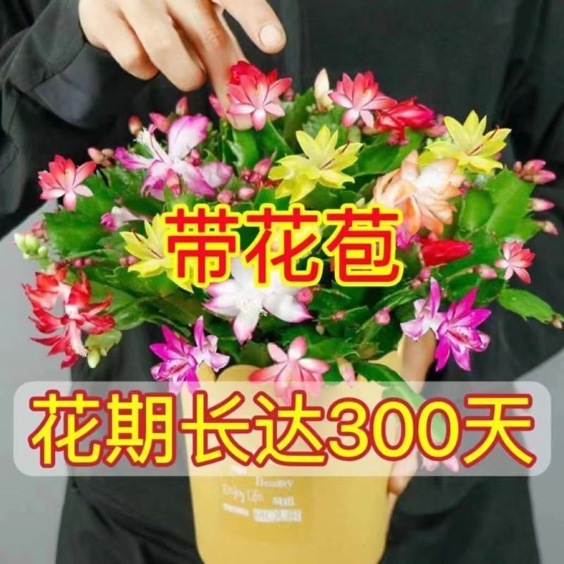 【带花苞】蟹爪兰多色盆栽四季家养花卉办公桌面阳台庭院多肉