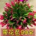 【带花苞】蟹爪兰多色盆栽四季家养花卉办公桌面阳台庭院多肉