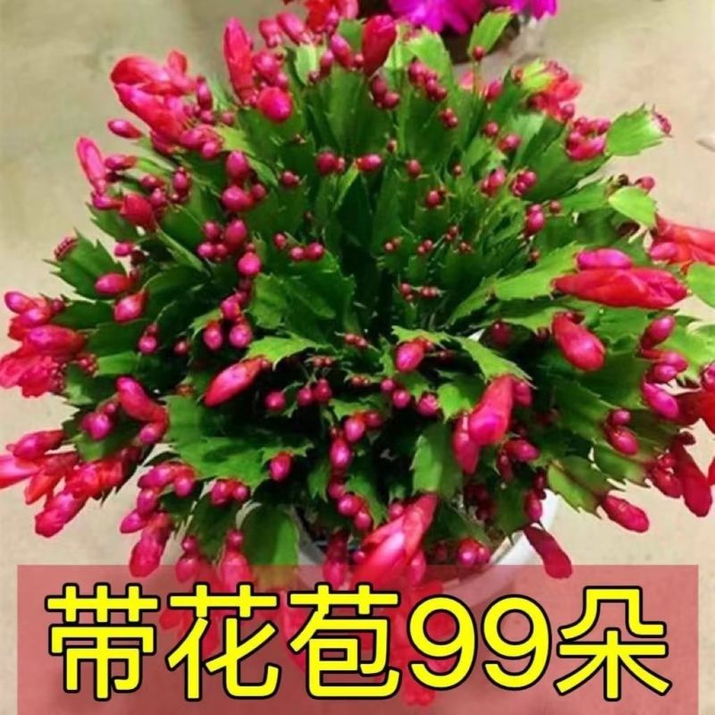 【带花苞】蟹爪兰多色盆栽四季家养花卉办公桌面阳台庭院多肉