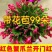 【带花苞】蟹爪兰多色盆栽四季家养花卉办公桌面阳台庭院多肉