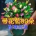 【带花苞】蟹爪兰多色盆栽四季家养花卉办公桌面阳台庭院多肉