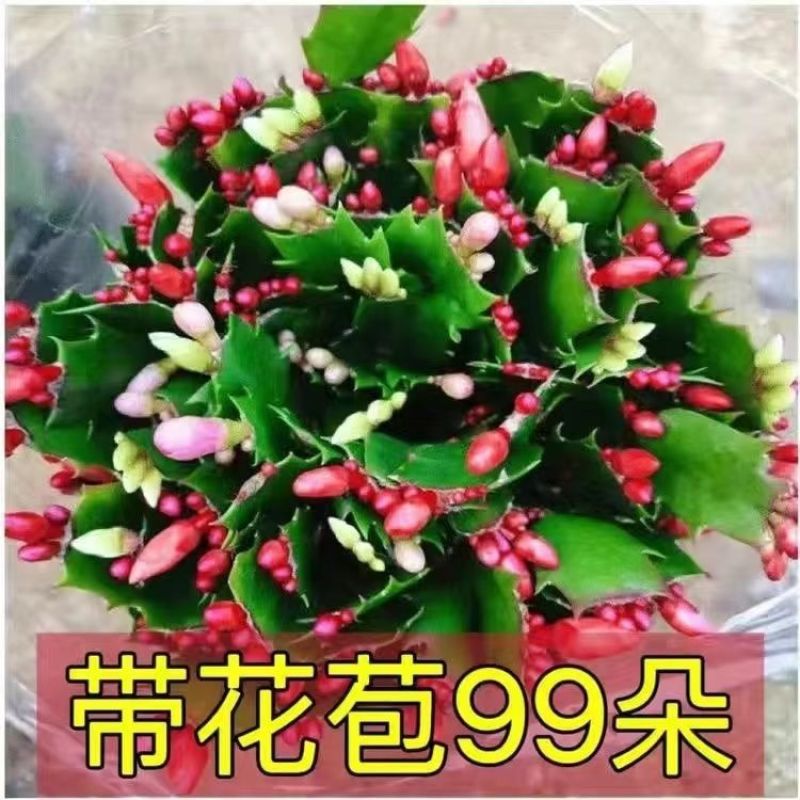 【带花苞】蟹爪兰多色盆栽四季家养花卉办公桌面阳台庭院多肉