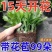 【带花苞】蟹爪兰多色盆栽四季家养花卉办公桌面阳台庭院多肉