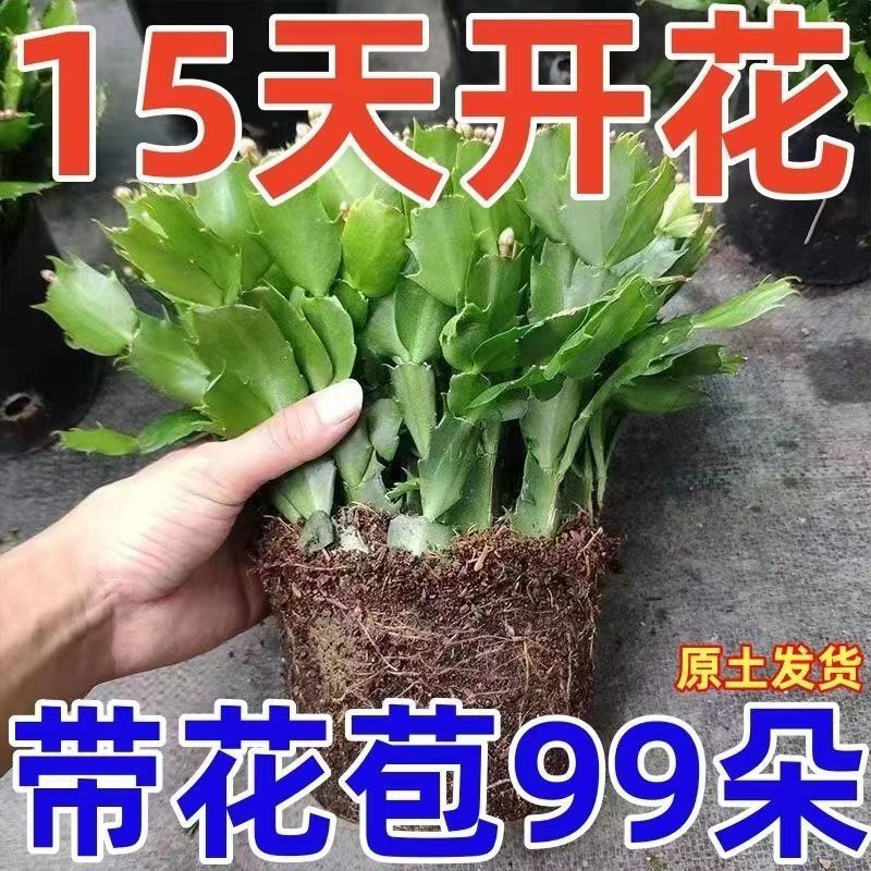 【带花苞】蟹爪兰多色盆栽四季家养花卉办公桌面阳台庭院多肉