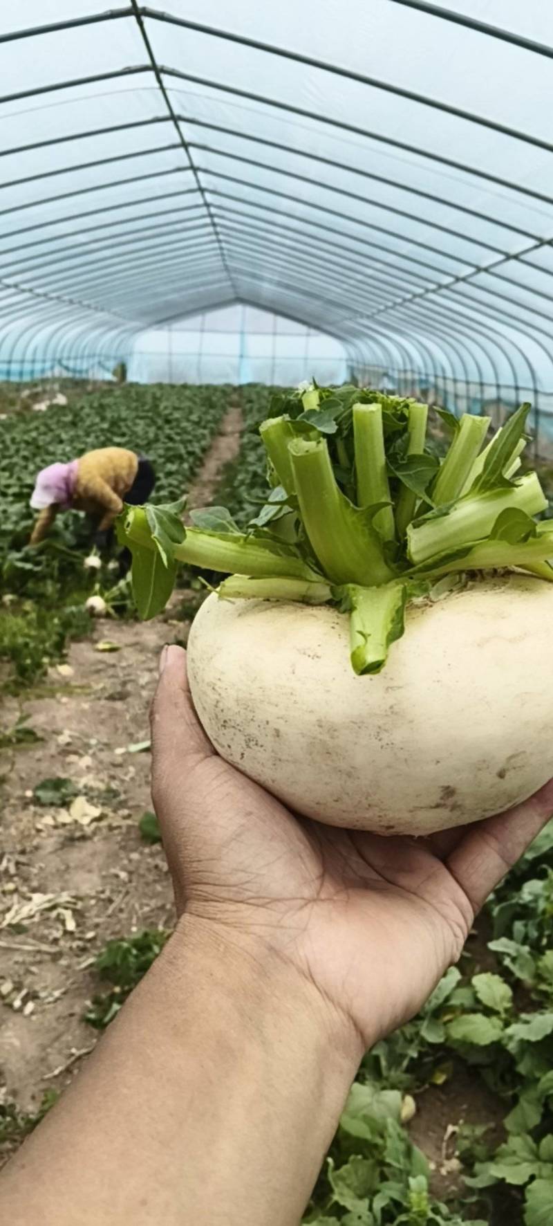 清甘白玉盘菜