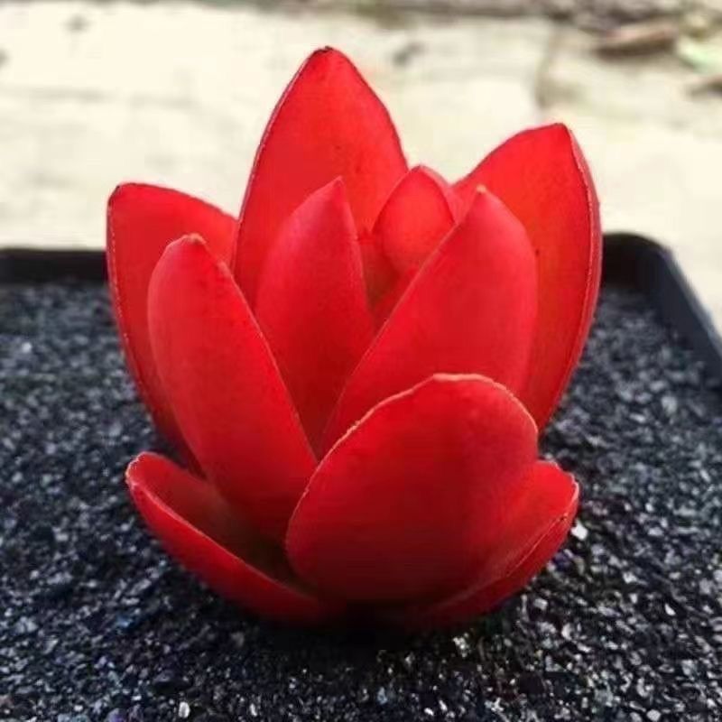 火玫瑰火祭玫瑰老桩多头多肉植物办公室好养绿植阳台新手盆栽