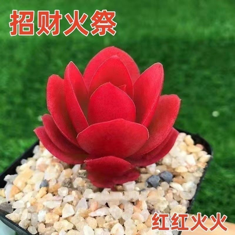 火玫瑰火祭玫瑰老桩多头多肉植物办公室好养绿植阳台新手盆栽