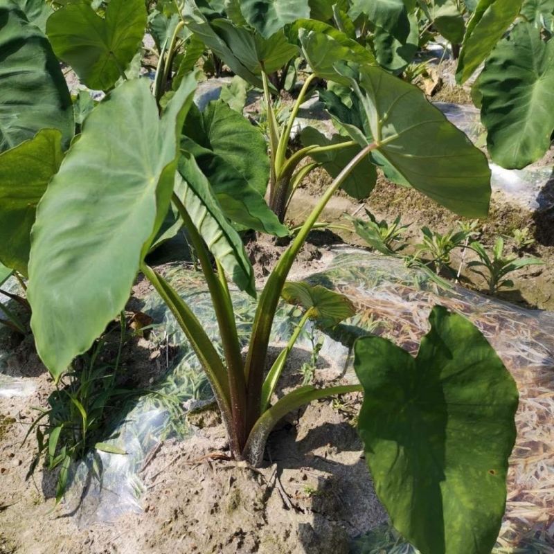 建瓯白芽芋新鲜现挖现发芋艿牛奶芋子支持一件代发批发全国发货
