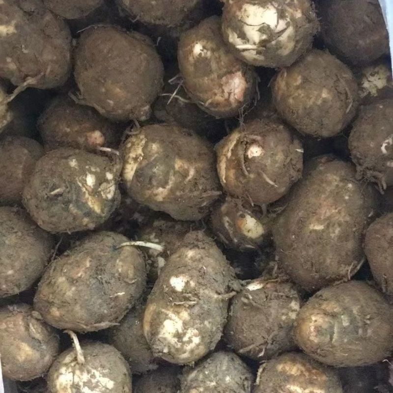 建瓯白芽芋新鲜现挖现发芋艿牛奶芋子支持一件代发批发全国发货