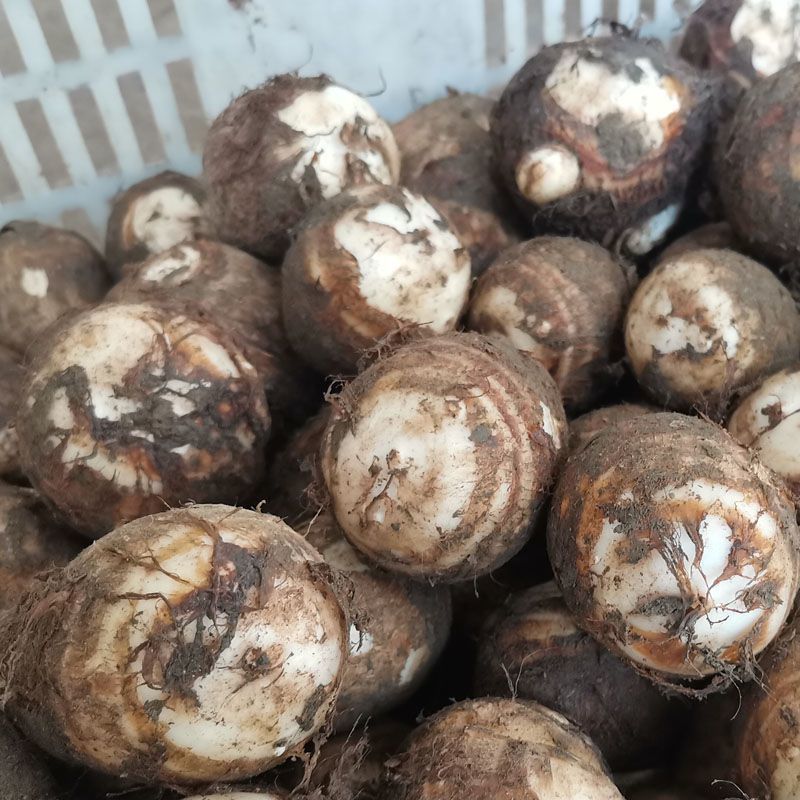 建瓯白芽芋新鲜现挖现发芋艿牛奶芋子支持一件代发批发全国发货
