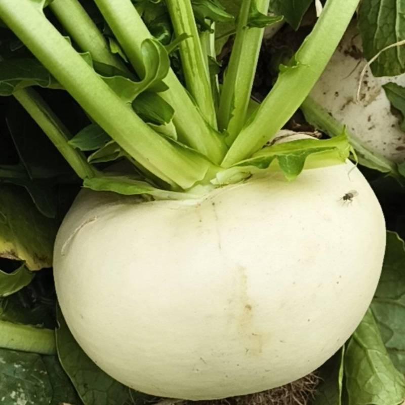 清甘白玉盘菜
