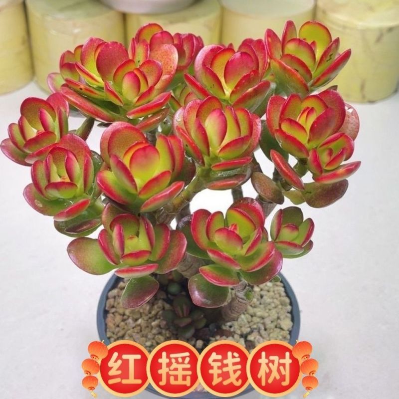 红花玉树红叶老桩多头多肉群生植物盆栽阳台绿植花卉