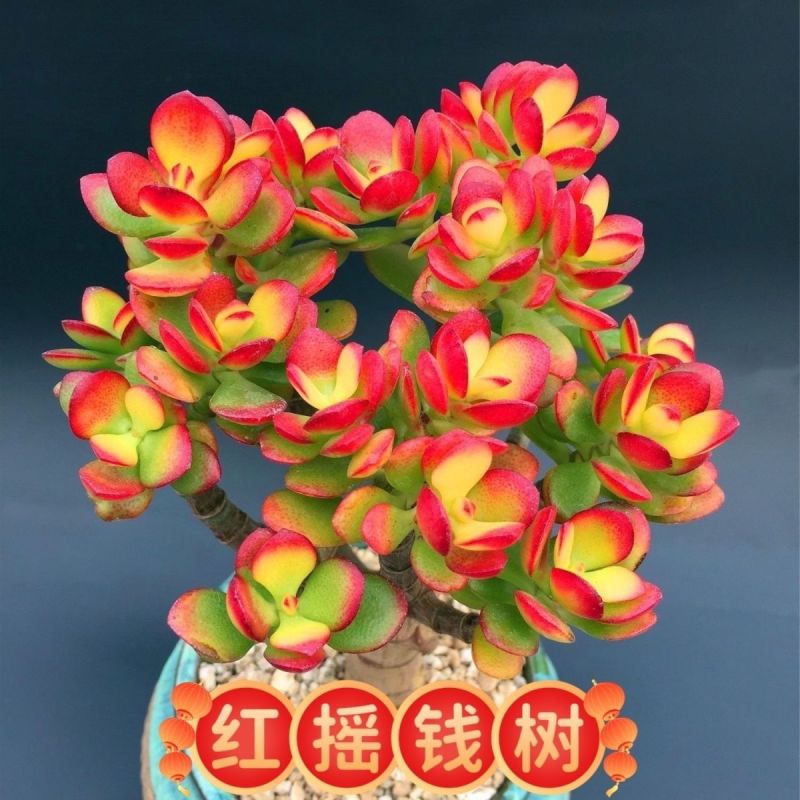 红花玉树红叶老桩多头多肉群生植物盆栽阳台绿植花卉
