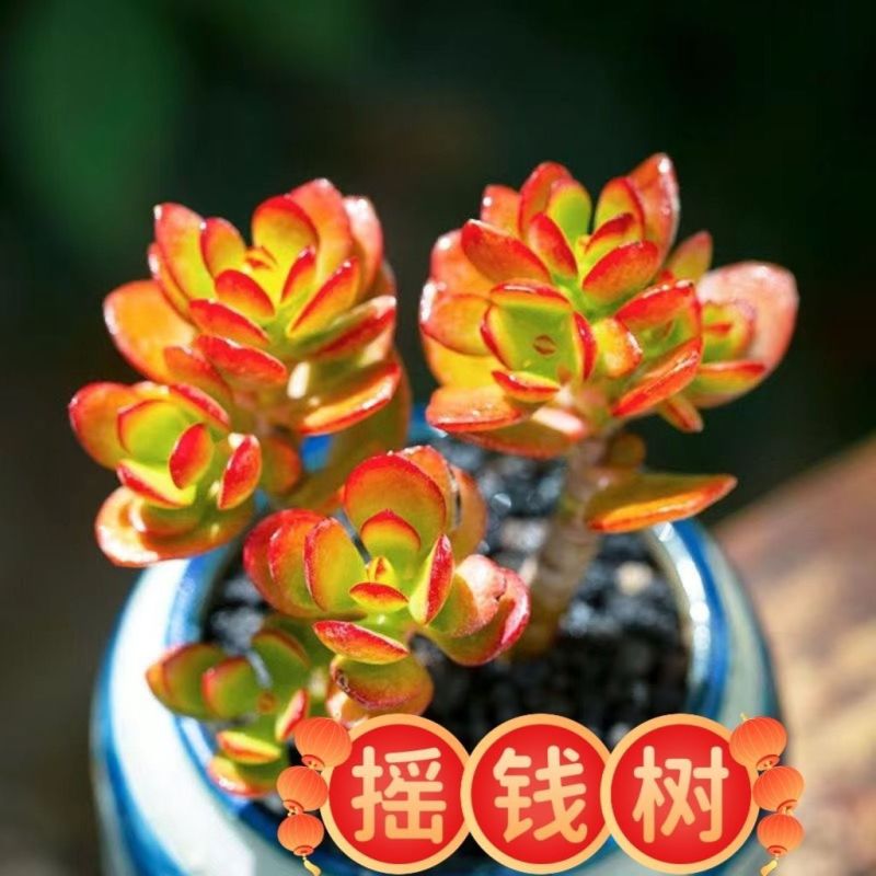 红花玉树红叶老桩多头多肉群生植物盆栽阳台绿植花卉