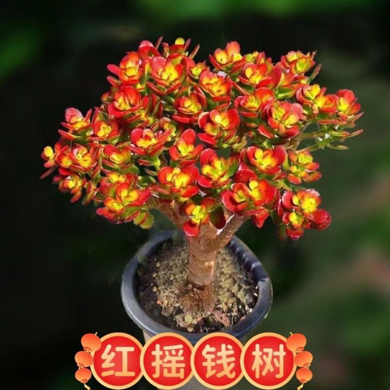 红花玉树红叶老桩多头多肉群生植物盆栽阳台绿植花卉