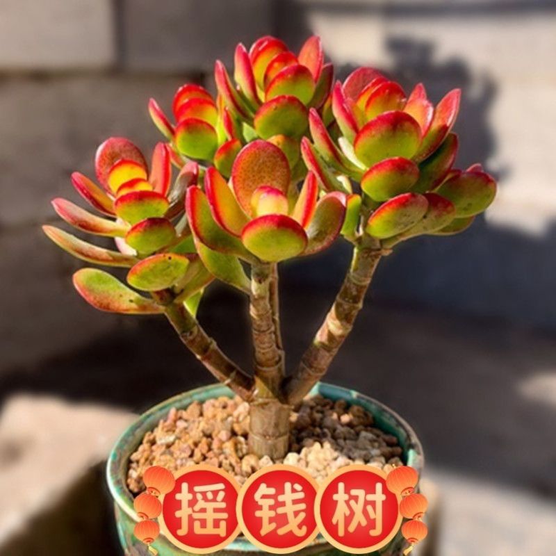 红花玉树红叶老桩多头多肉群生植物盆栽阳台绿植花卉