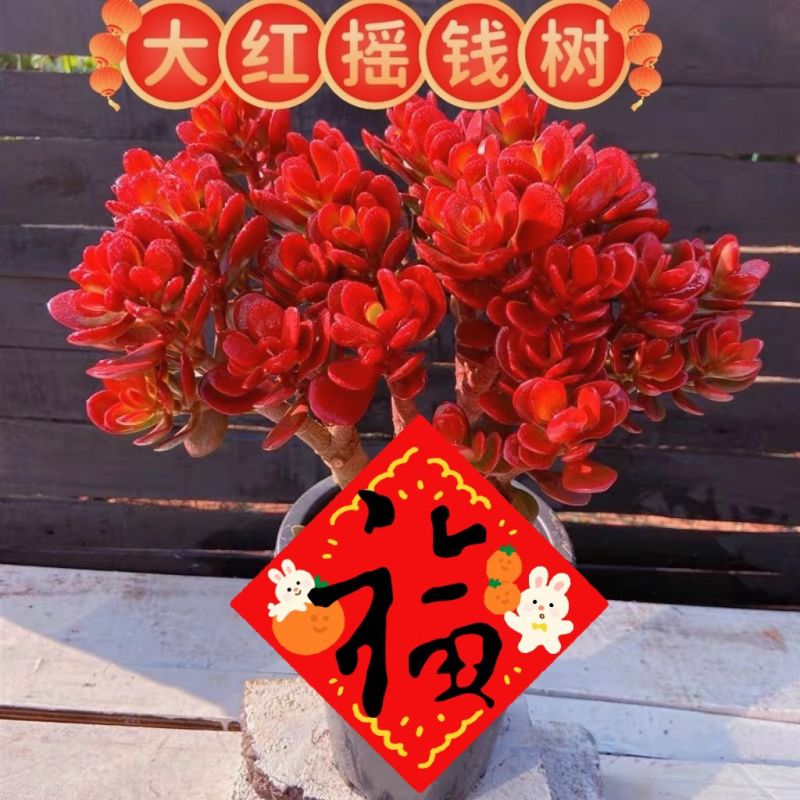 红花玉树红叶老桩多头多肉群生植物盆栽阳台绿植花卉