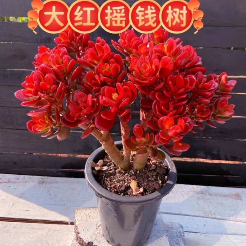 红花玉树红叶老桩多头多肉群生植物盆栽阳台绿植花卉