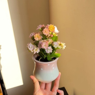 彩虹糖长寿花缤纷多彩花色带花苞开花多肉植物阳台绿植花卉盆