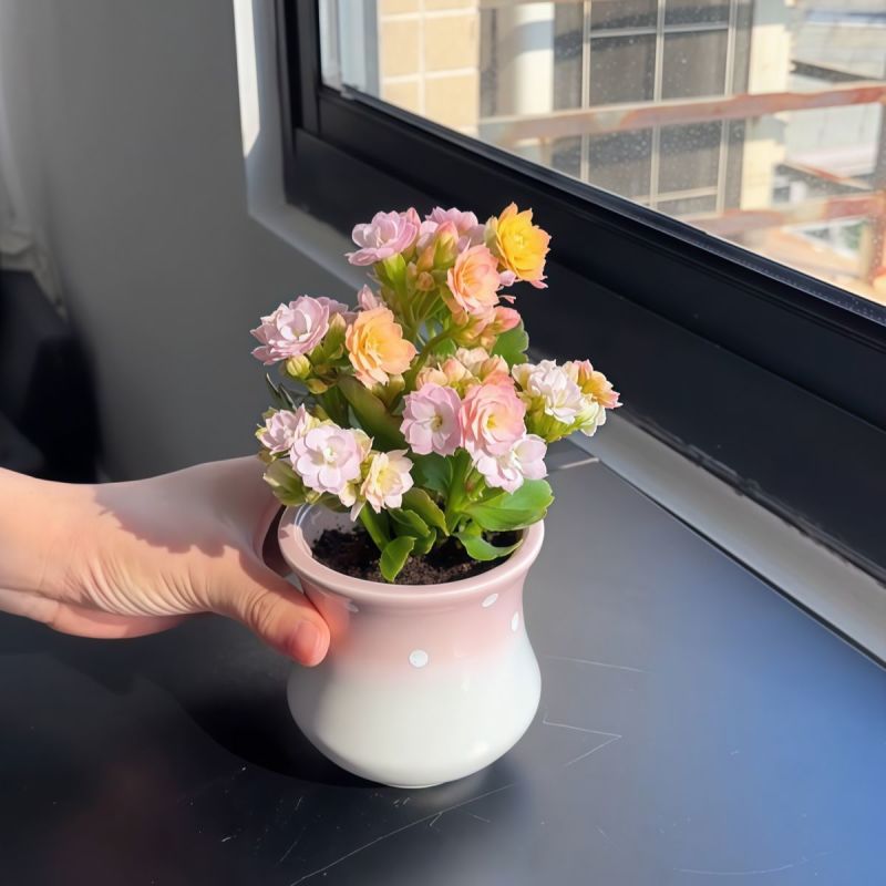 彩虹糖长寿花缤纷多彩花色带花苞开花多肉植物阳台绿植花卉盆