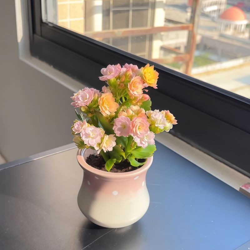 彩虹糖长寿花缤纷多彩花色带花苞开花多肉植物阳台绿植花卉盆