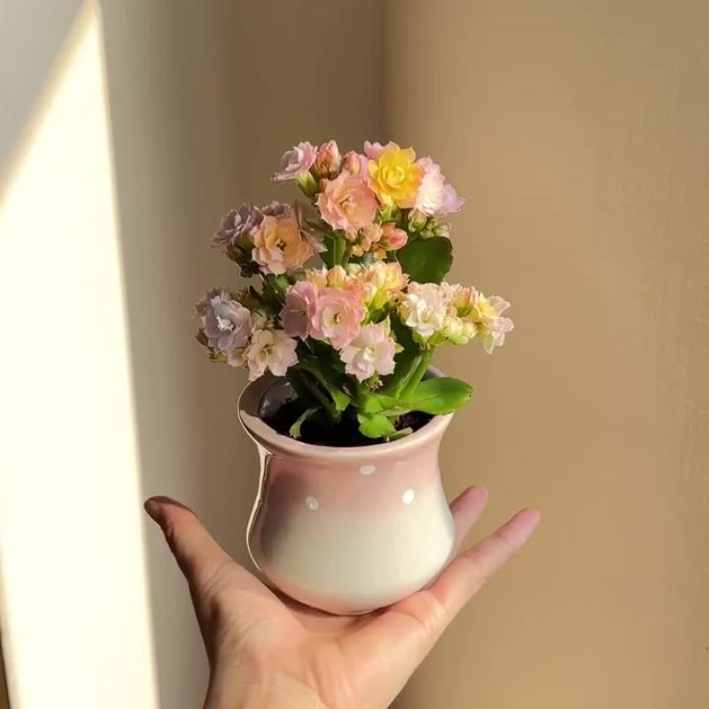 彩虹糖长寿花缤纷多彩花色带花苞开花多肉植物阳台绿植花卉盆
