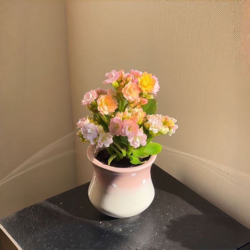 彩虹糖长寿花缤纷多彩花色带花苞开花多肉植物阳台绿植花卉盆