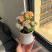 彩虹糖长寿花缤纷多彩花色带花苞开花多肉植物阳台绿植花卉盆