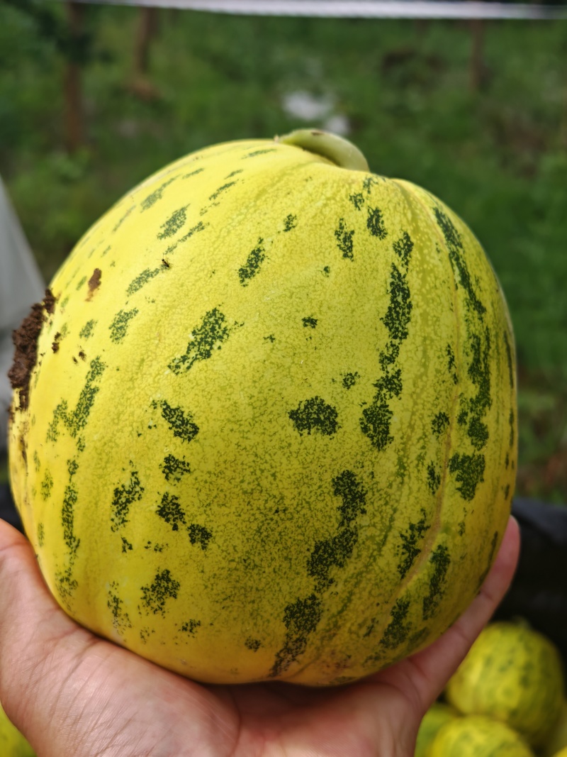 甜瓜，香瓜。绿宝，花蜜，丑八怪