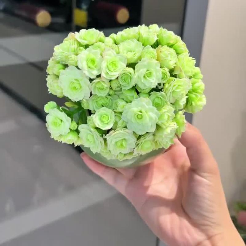 绿巴黎长寿花带花苞开户多肉植物懒人好养办公内阳台绿植花卉