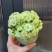 绿巴黎长寿花带花苞开户多肉植物懒人好养办公内阳台绿植花卉