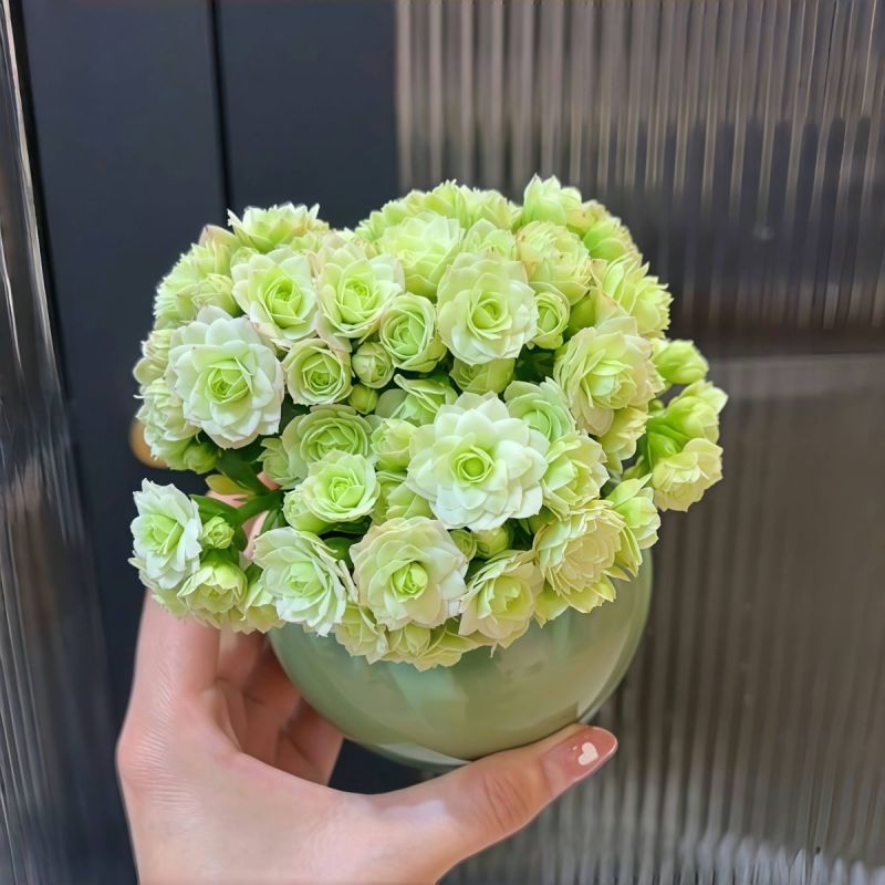 绿巴黎长寿花带花苞开户多肉植物懒人好养办公内阳台绿植花卉