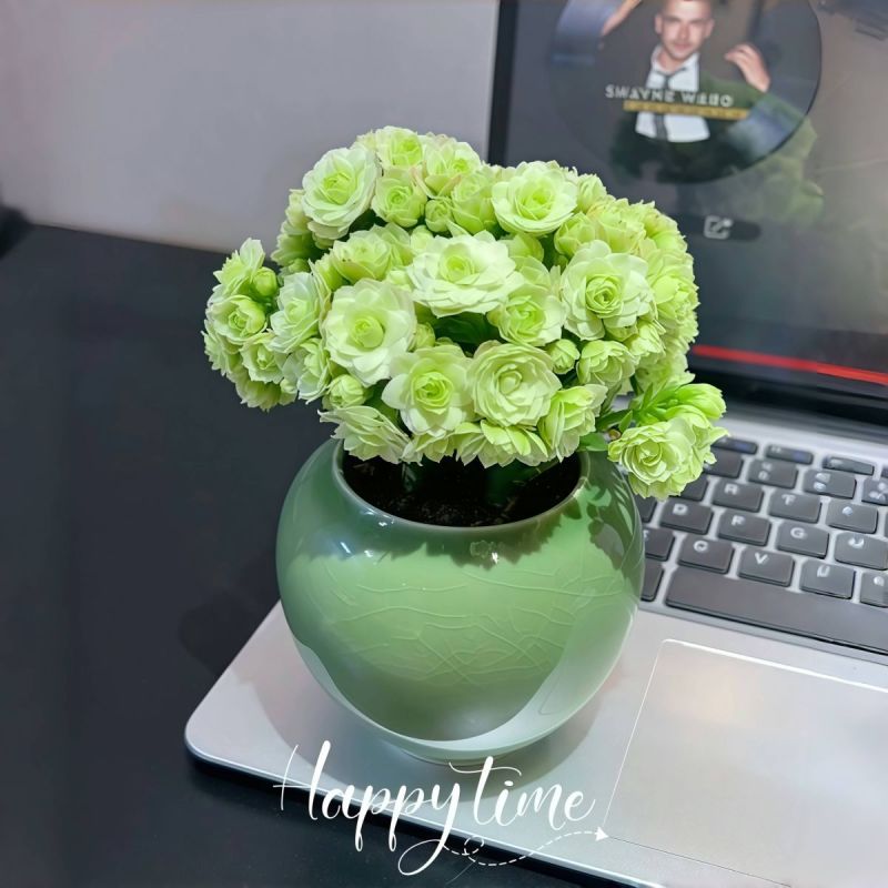 绿巴黎长寿花带花苞开户多肉植物懒人好养办公内阳台绿植花卉