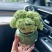 绿巴黎长寿花带花苞开户多肉植物懒人好养办公内阳台绿植花卉